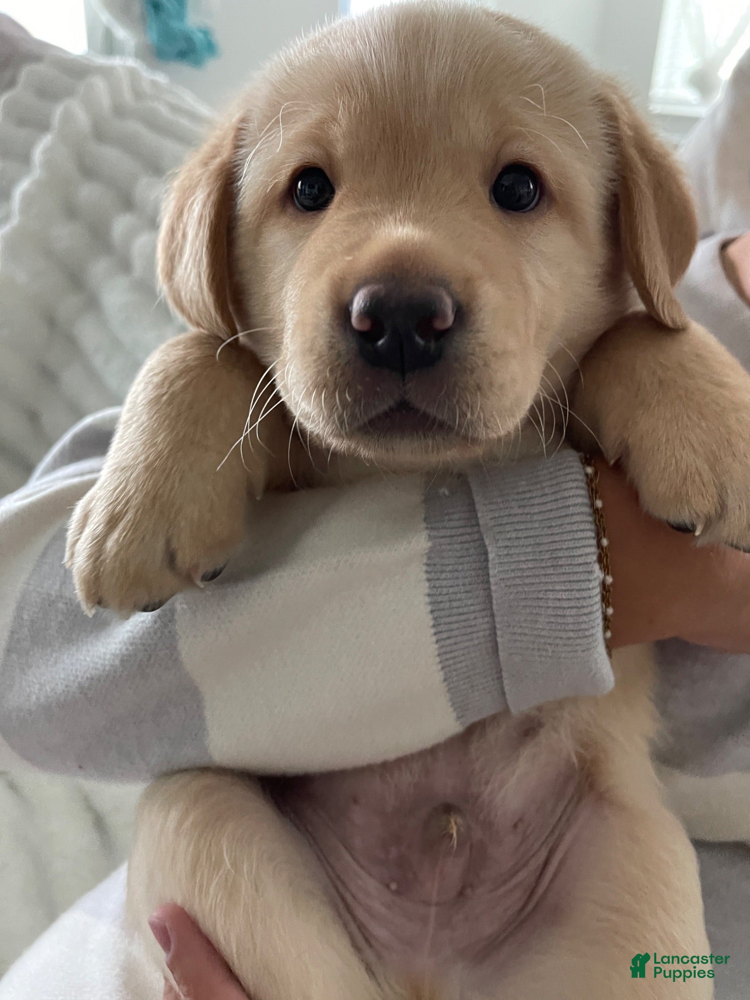Labrador Retriever dogs Labrador Retriever 2 Honey  - Ad 1