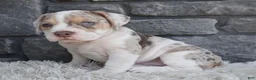 Beabull dogs for sale: Bailey  - Ad 1