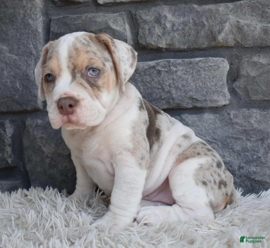 Beabull dogs for sale: Bailey  - Ad 1