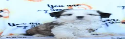 Shih Tzu dogs for sale: Cannoli - Ad 2