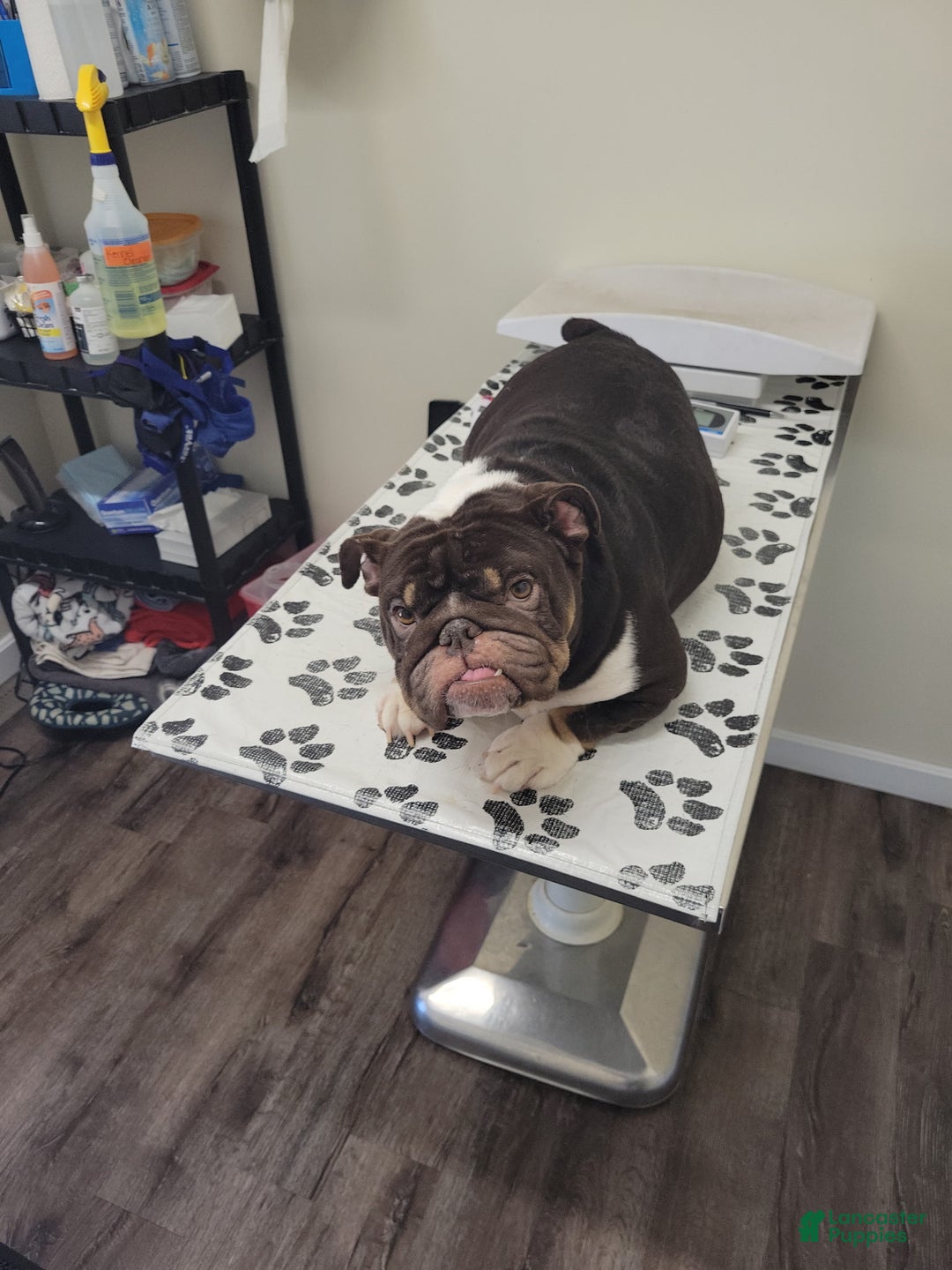 English Bulldog dogs for sale: Lilac and White Male - Ad 4