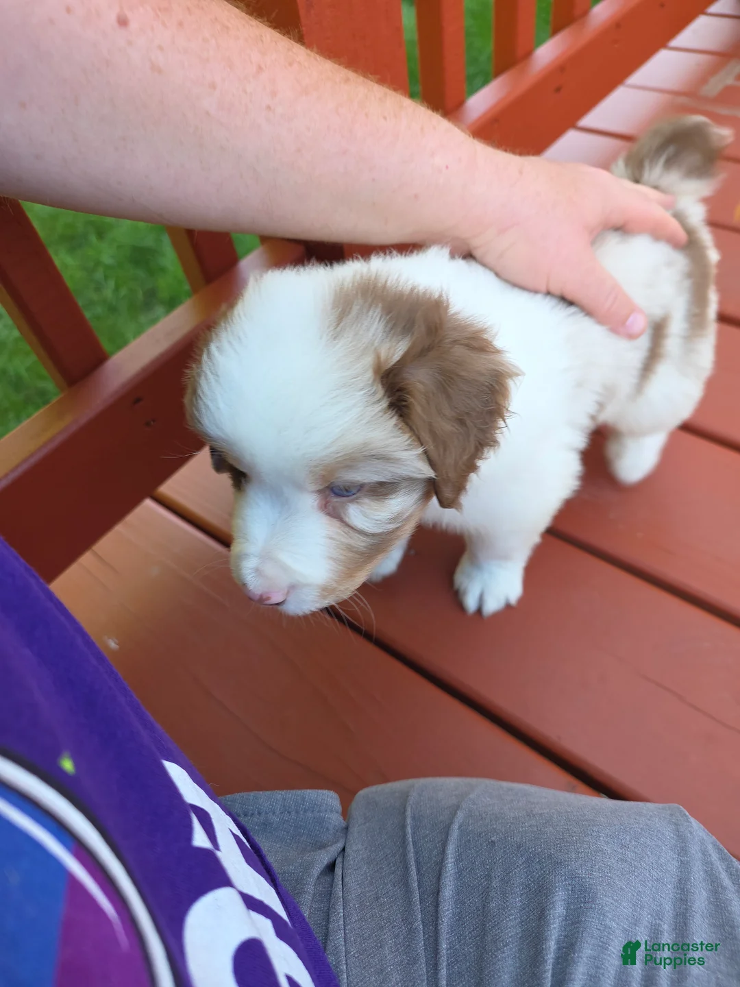 Australian Shepherd dogs for sale: Red merle male - Ad 2