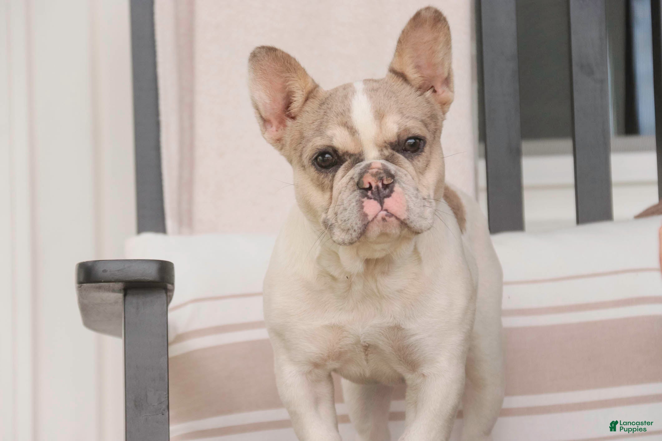 French Bulldog dogs Juliet - Ad 2