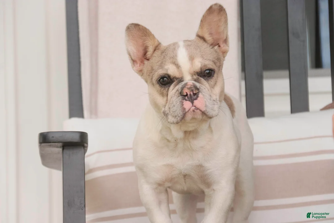French Bulldog dogs for sale: Juliet - Ad 2