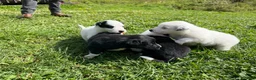 Mixed Breed dogs for sale: Moose  - Ad 8