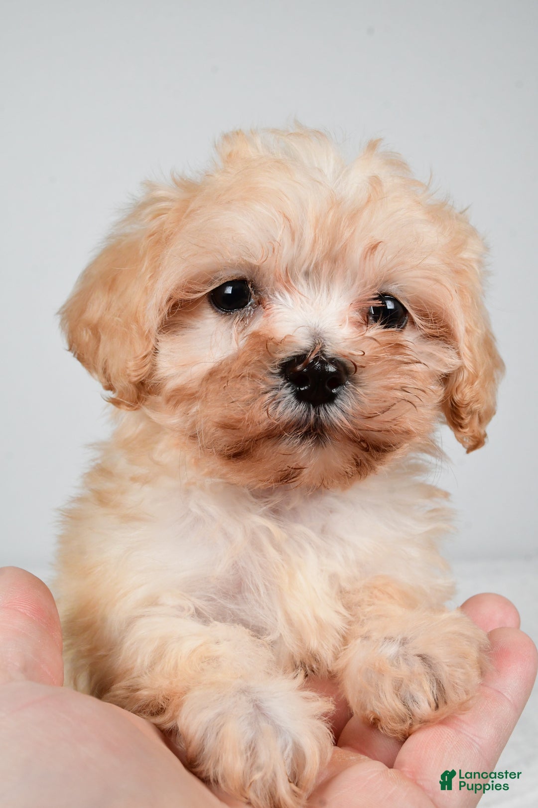 Maltipoo dogs for sale: Bella - Ad 3