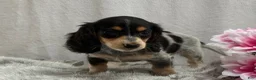 Miniature Dachshund dogs for sale: Cookie - Ad 7