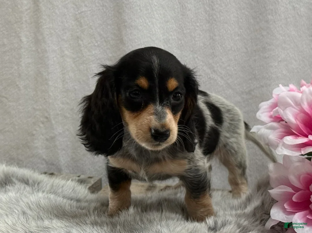 Miniature Dachshund dogs for sale: Cookie - Ad 7