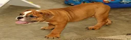 Olde English Bulldogge dogs for sale: Nora - Ad 5