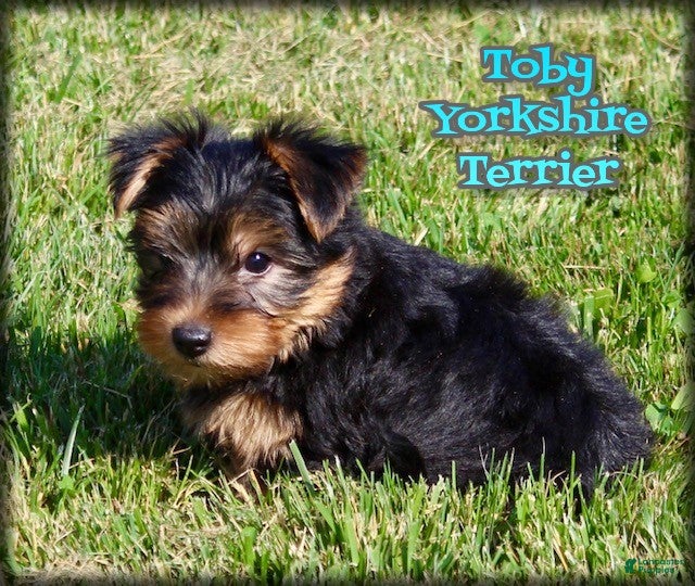 Yorkshire Terrier dogs Toby - Ad 1