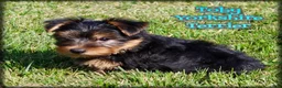 Yorkshire Terrier dogs for sale: Toby - Ad 1