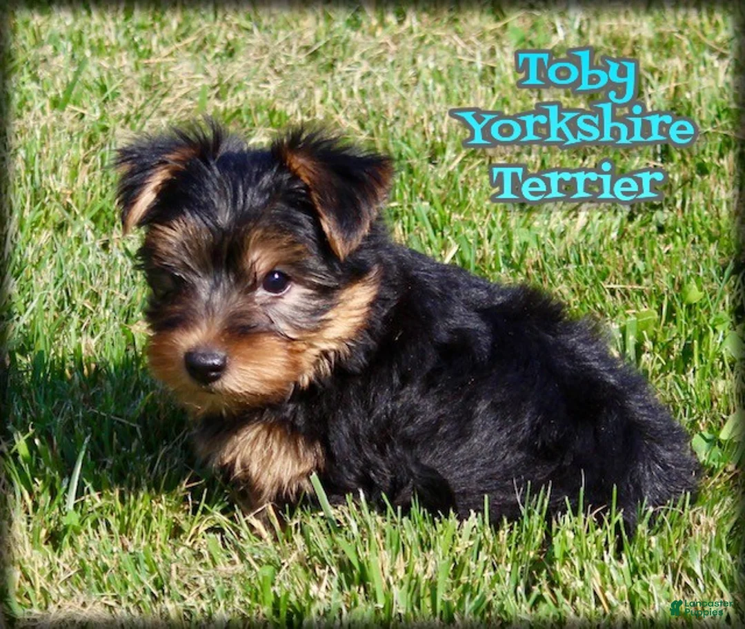 Yorkshire Terrier dogs for sale: Toby - Ad 1