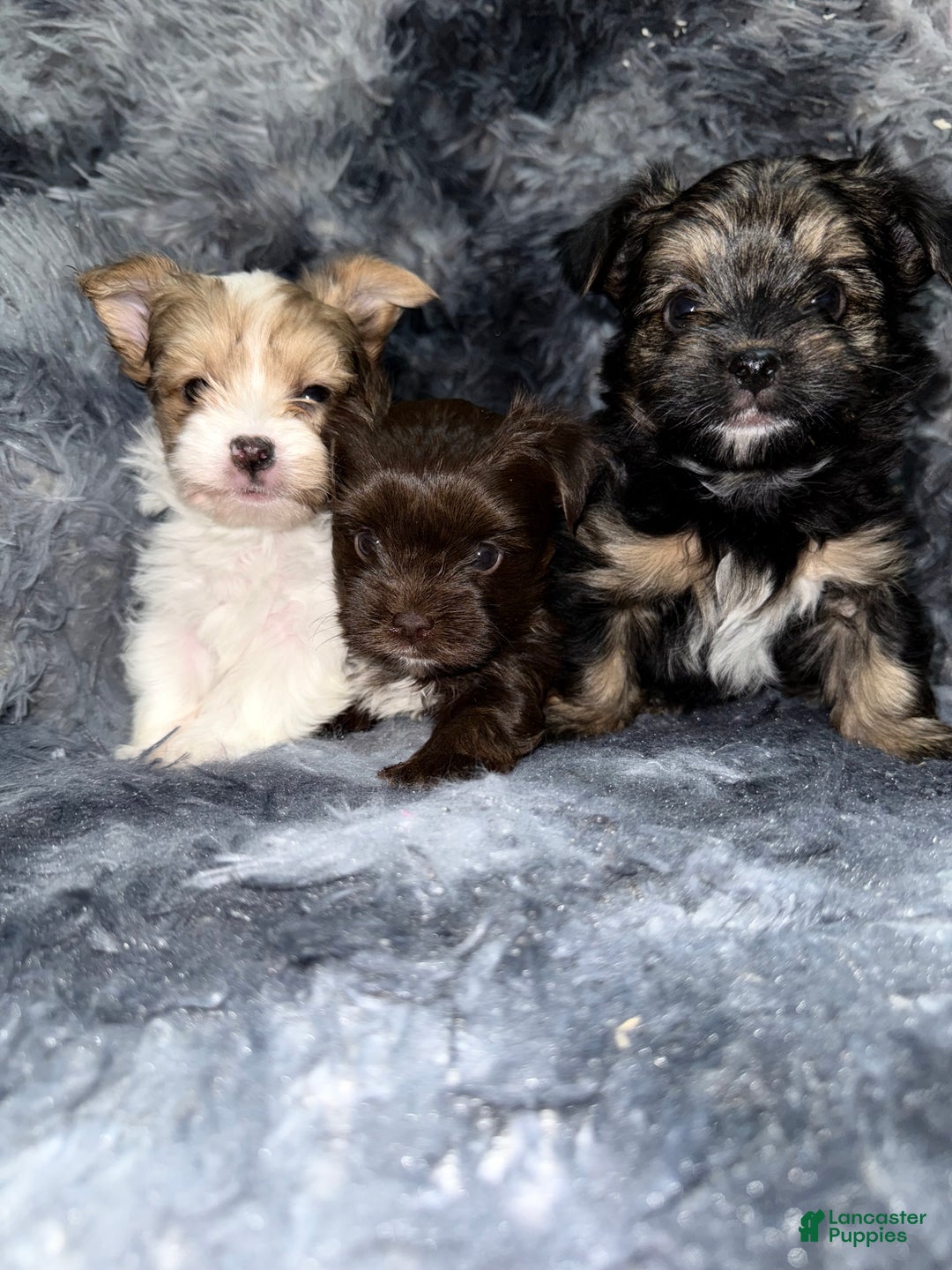 Yorkshire Terrier dogs for sale: Blaze - Ad 6