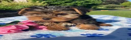 Yorkshire Terrier dogs for sale: Porter - Ad 3