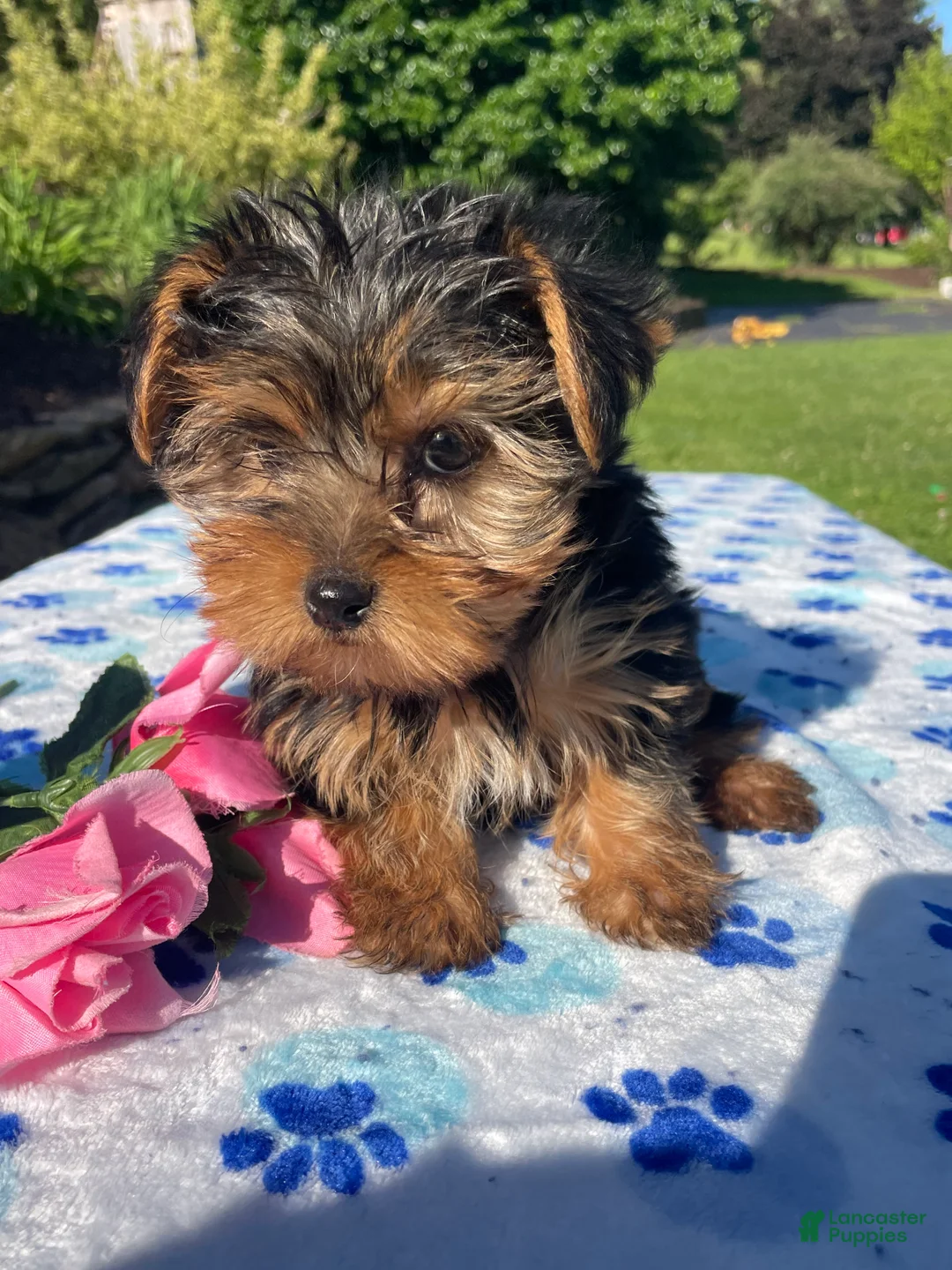 Yorkshire Terrier dogs for sale: Porter - Ad 3