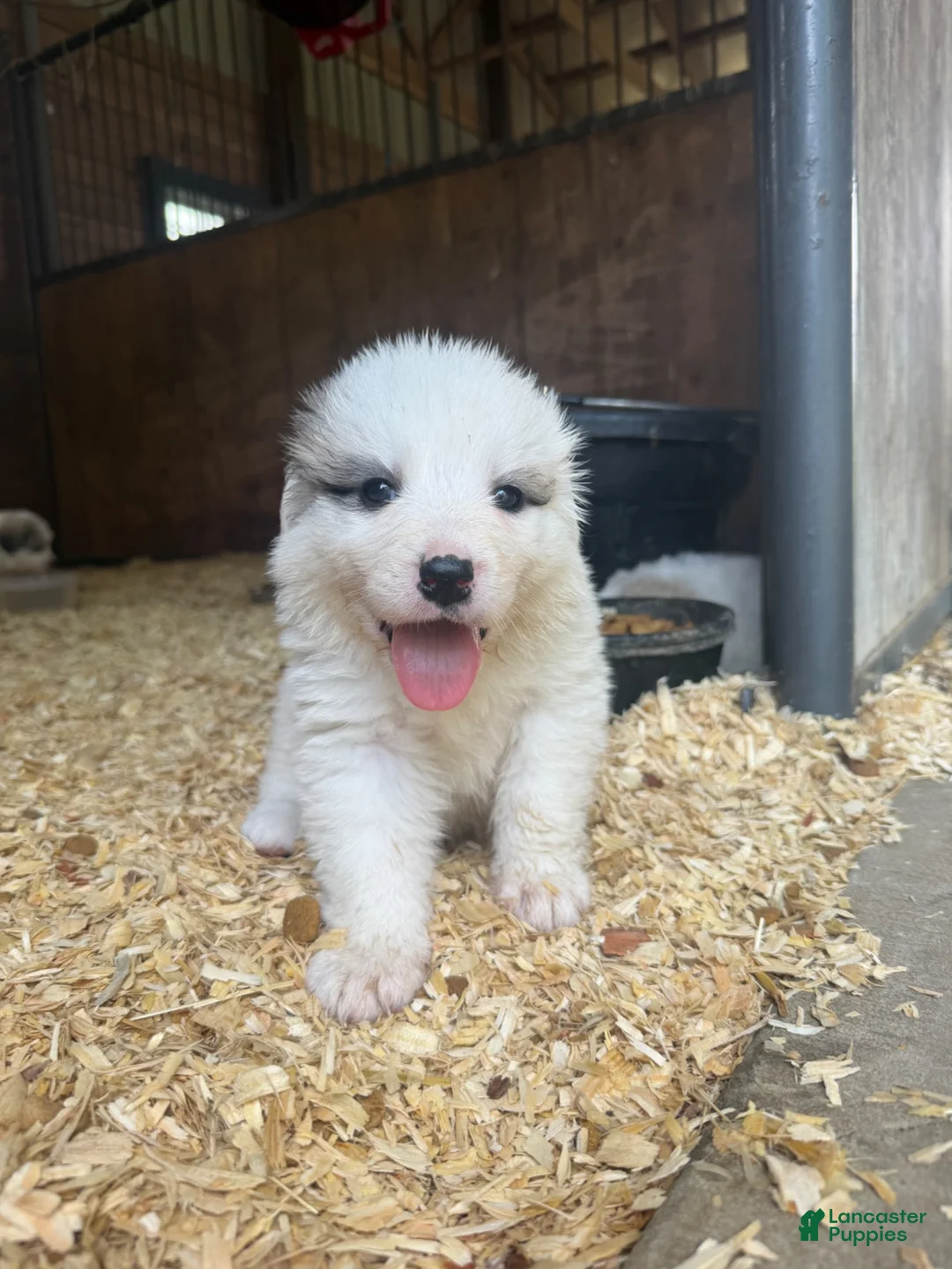 Great Pyrenees dogs for sale: Yellow - Ad 1