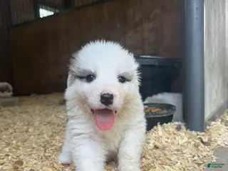 Great Pyrenees dogs Yellow - Ad 12