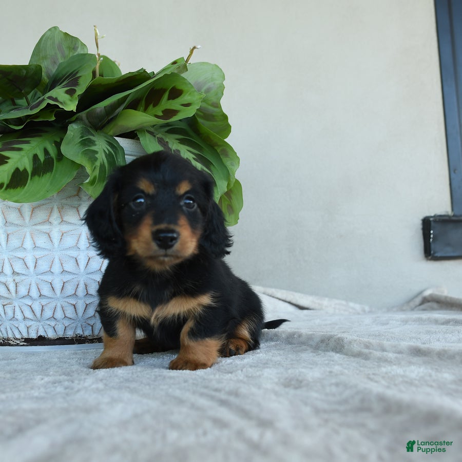 Dachshund dogs for sale: Larry - Ad 1