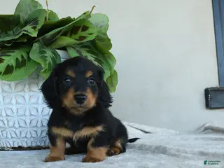 Dachshund dogs for sale: Larry - Ad 3