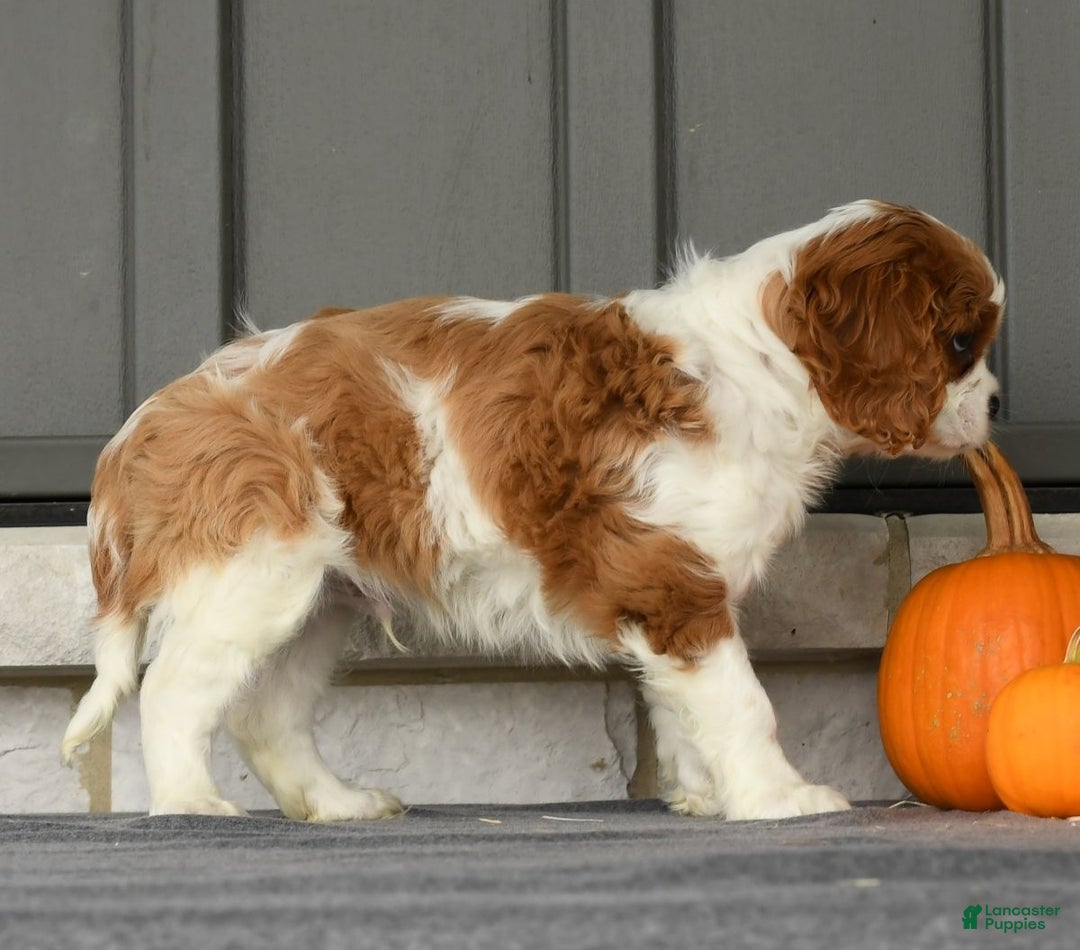 Cavalier King Charles Spaniel dogs for sale: Charlie - Ad 4