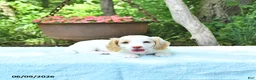 Miniature Dachshund dogs for sale: Precious - Ad 3