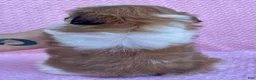 Shih Tzu dogs for sale: Brenda  - Ad 5