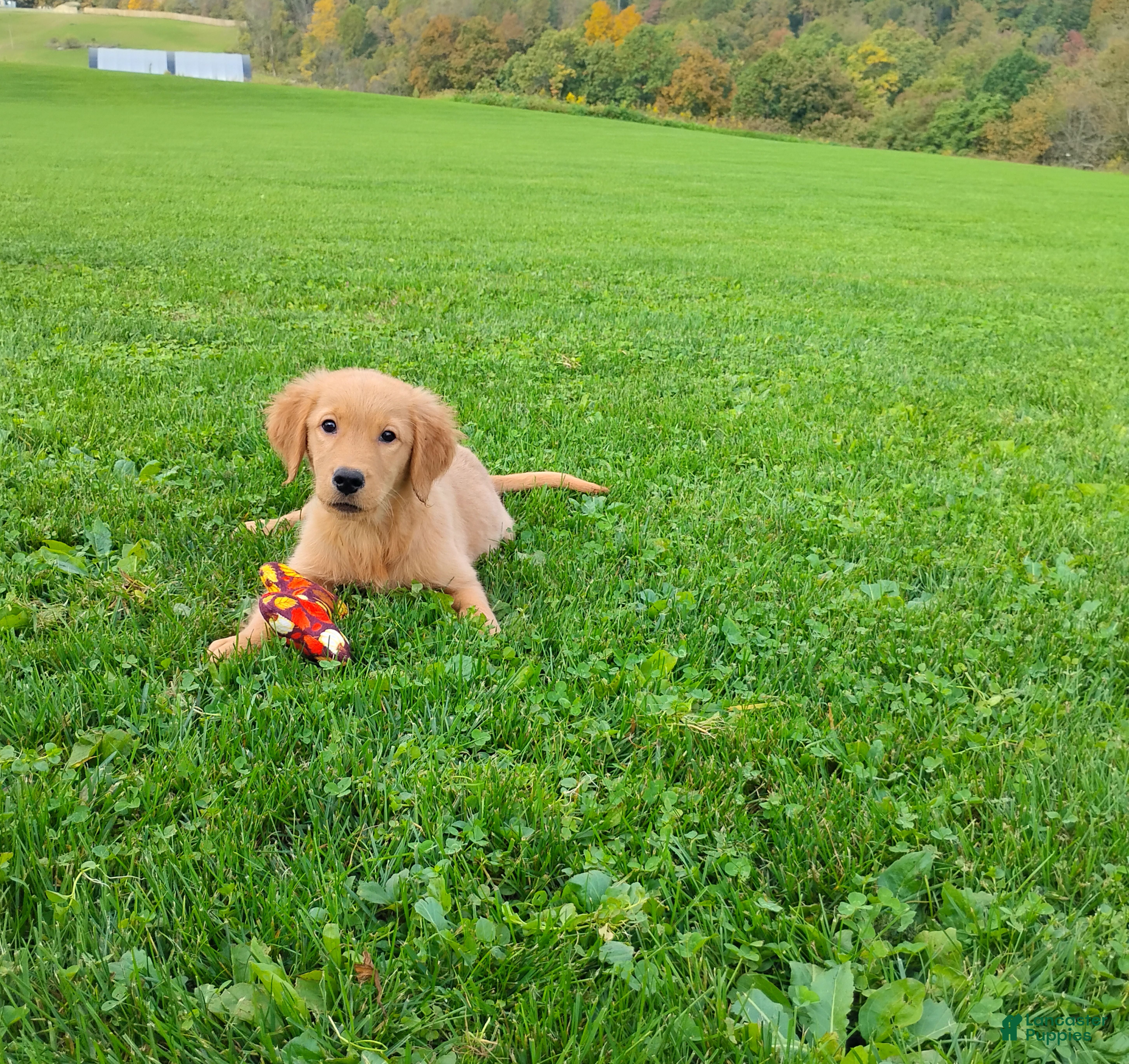 Golden Retriever dogs Goldie - Ad 1