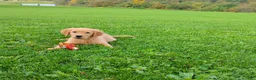 Golden Retriever dogs for sale: Goldie - Ad 1