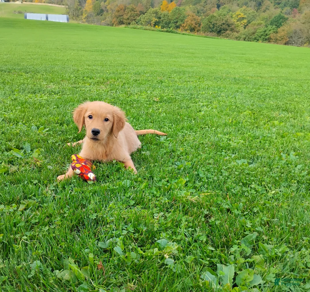 Golden Retriever dogs for sale: Goldie - Ad 1