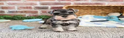 Miniature Schnauzer dogs for sale: Salvatore  - Ad 3