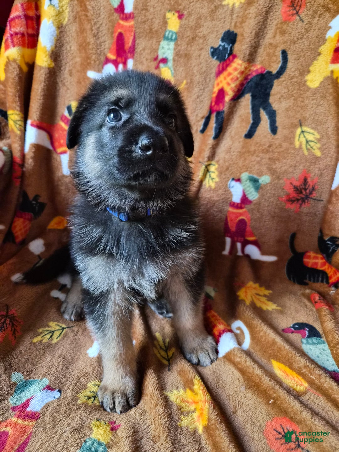 German Shepherd dogs for sale: German Shepherd Puppy 1 - Ad 11
