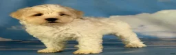 Schnoodle dogs for sale: Pongo - Ad 9