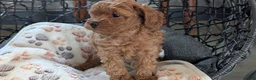 Toy Poodle dogs for sale: Wanda - Ad 5