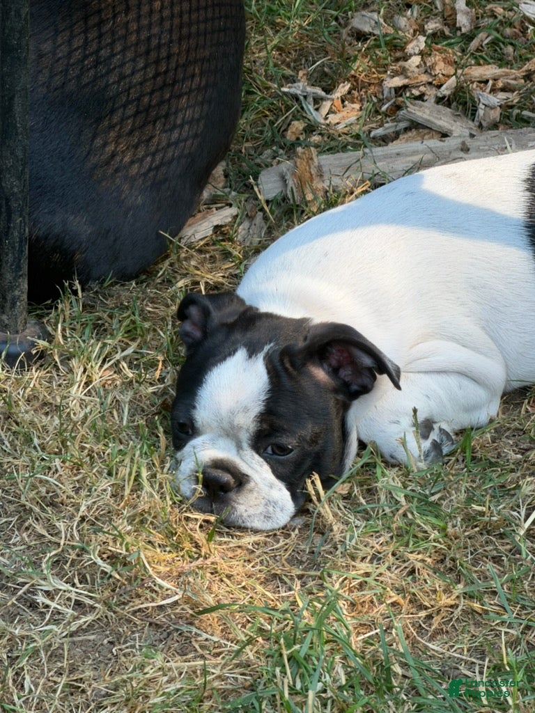 Boston Terrier dogs Charles  - Ad 7