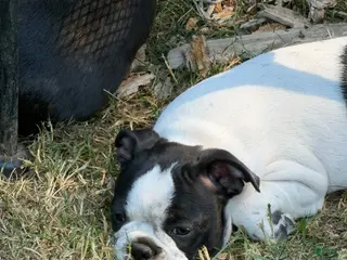 Boston Terrier dogs Charles - Ad 7