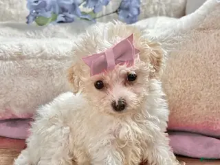 Toy Poodle dogs Toy Poodle Puppy 1 - Ad 11