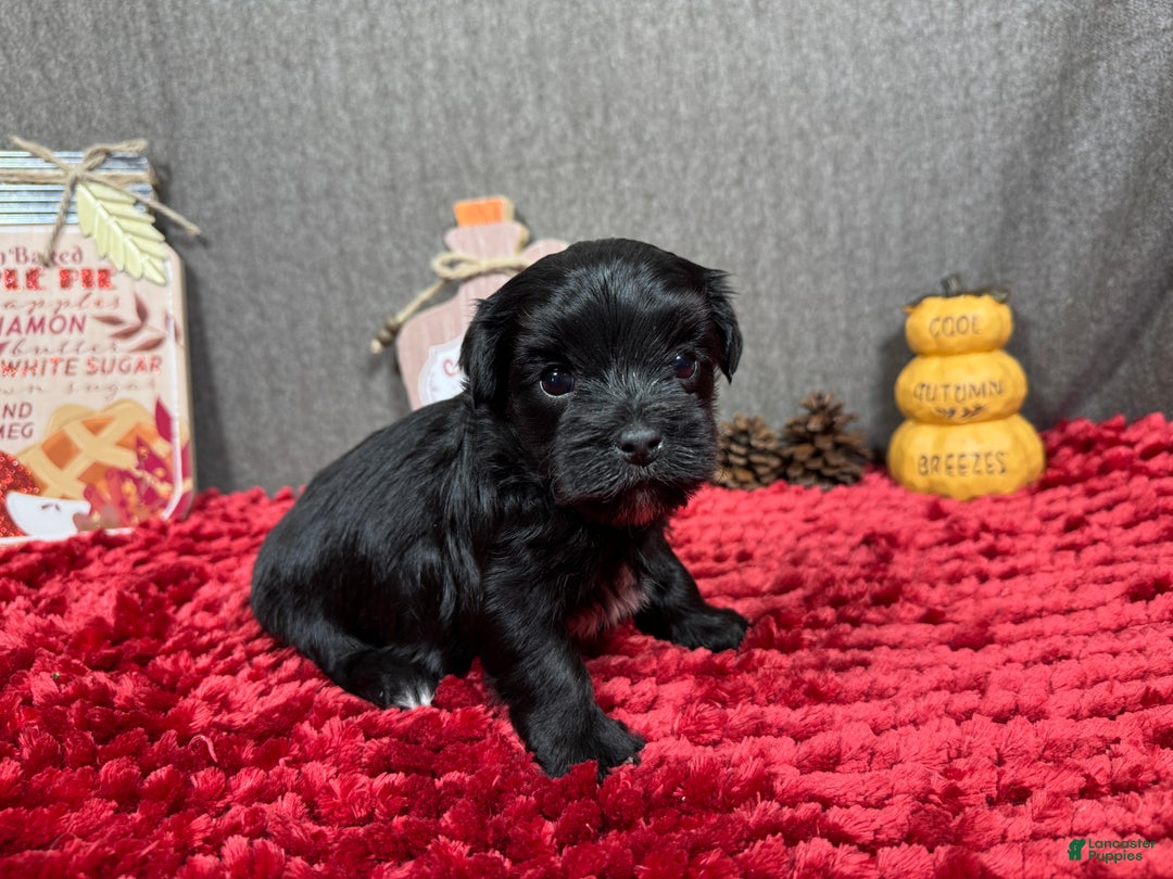 Morkie dogs for sale: Morkie Puppy 1 - Ad 6