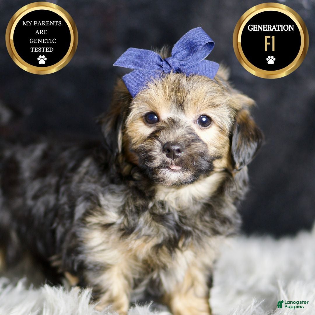 Yorkiepoo dogs for sale: Wolfie - Ad 7