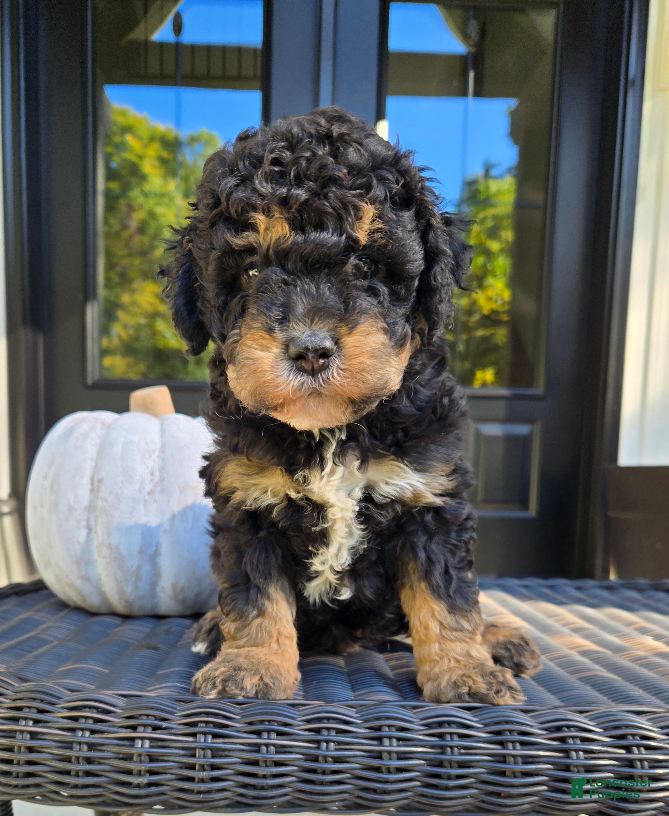 Mini Goldendoodle dogs Russell - Ad 2