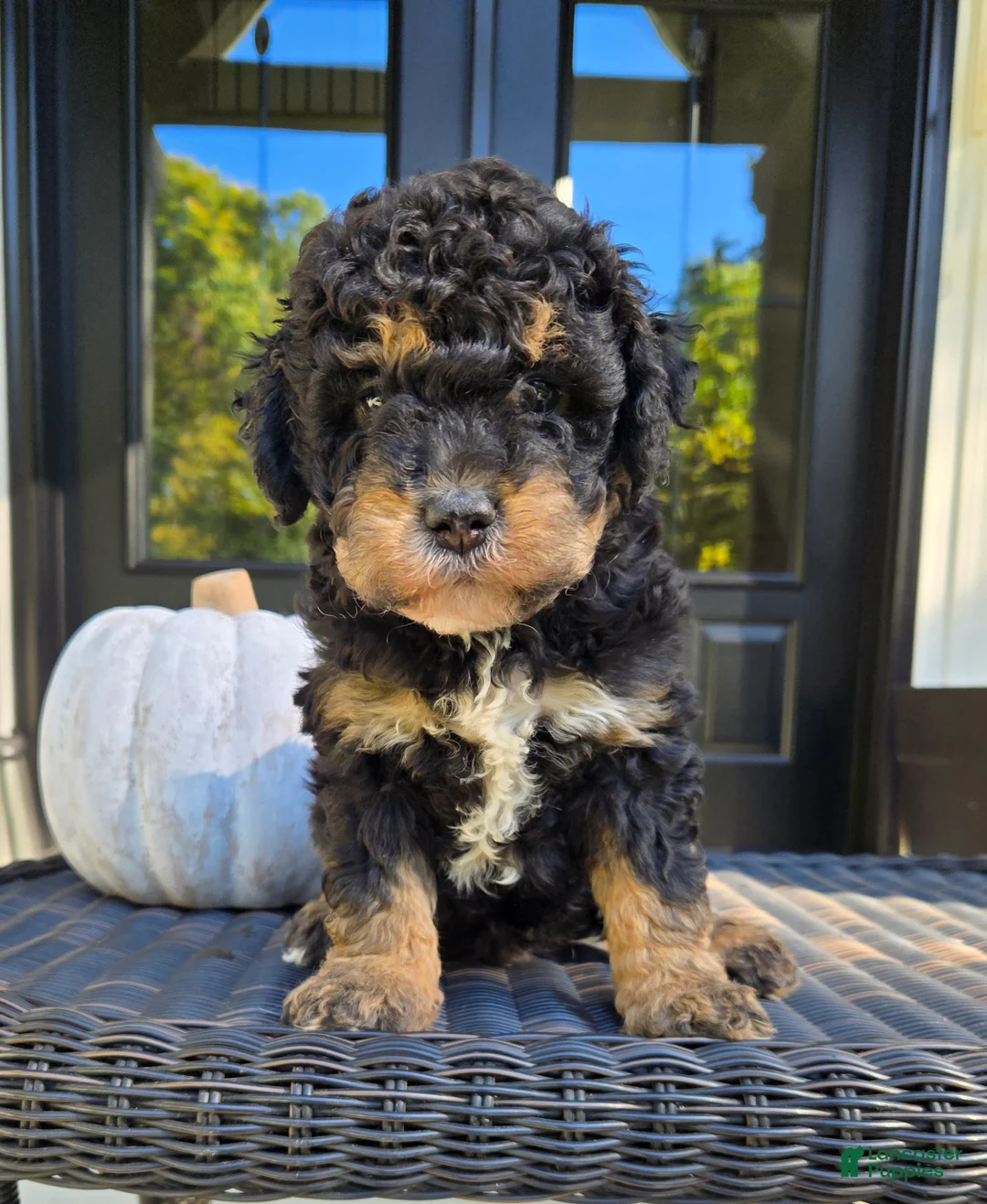 Mini Goldendoodle dogs for sale: Russell - Ad 2