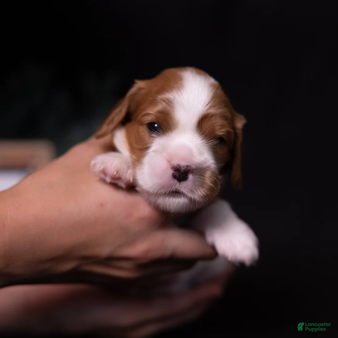 Cavalier King Charles Spaniel dogs for sale: Harmony - Ad 2
