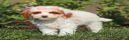 Miniature Poodle dogs for sale: Sally - Ad 2