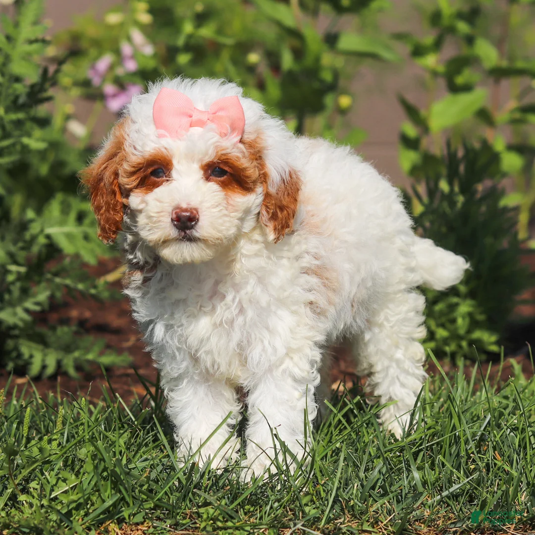 Miniature Poodle dogs for sale: Sally - Ad 2