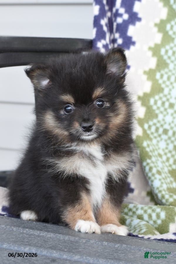 Pomeranian dogs Tara - Ad 1