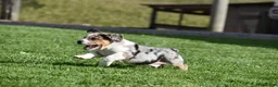 Beabull dogs for sale: Corwin - Ad 8