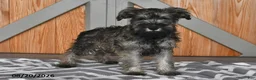 Miniature Schnauzer dogs for sale: Mindy - Ad 3