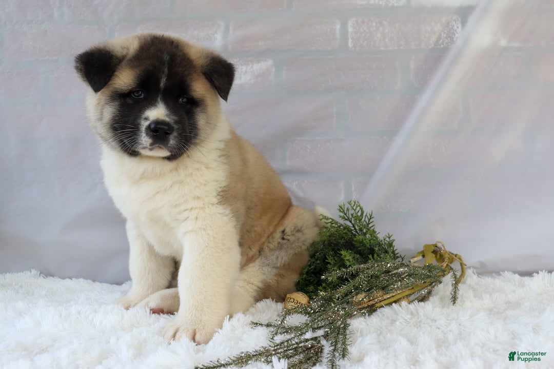 Akita dogs for sale: Trevor - Ad 36