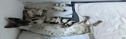 Australian Cattle Dog dogs for sale: Puppy 10 - Ad 5