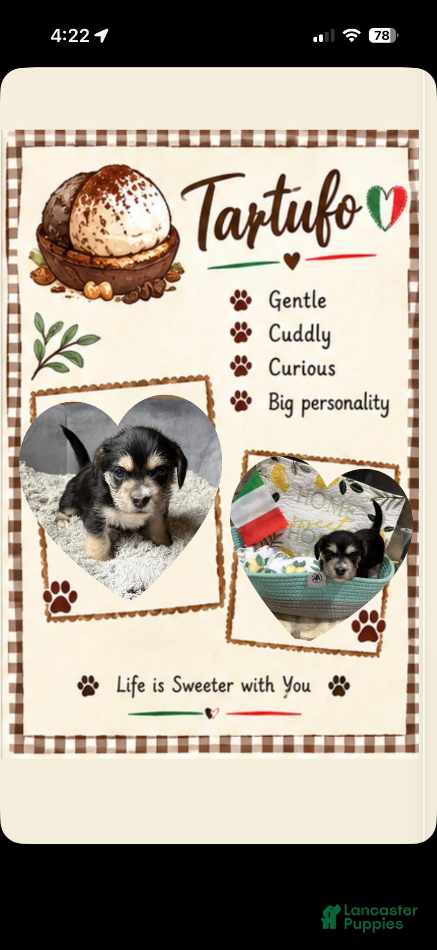 Mixed Breed dogs for sale: Tartufo - Ad 29