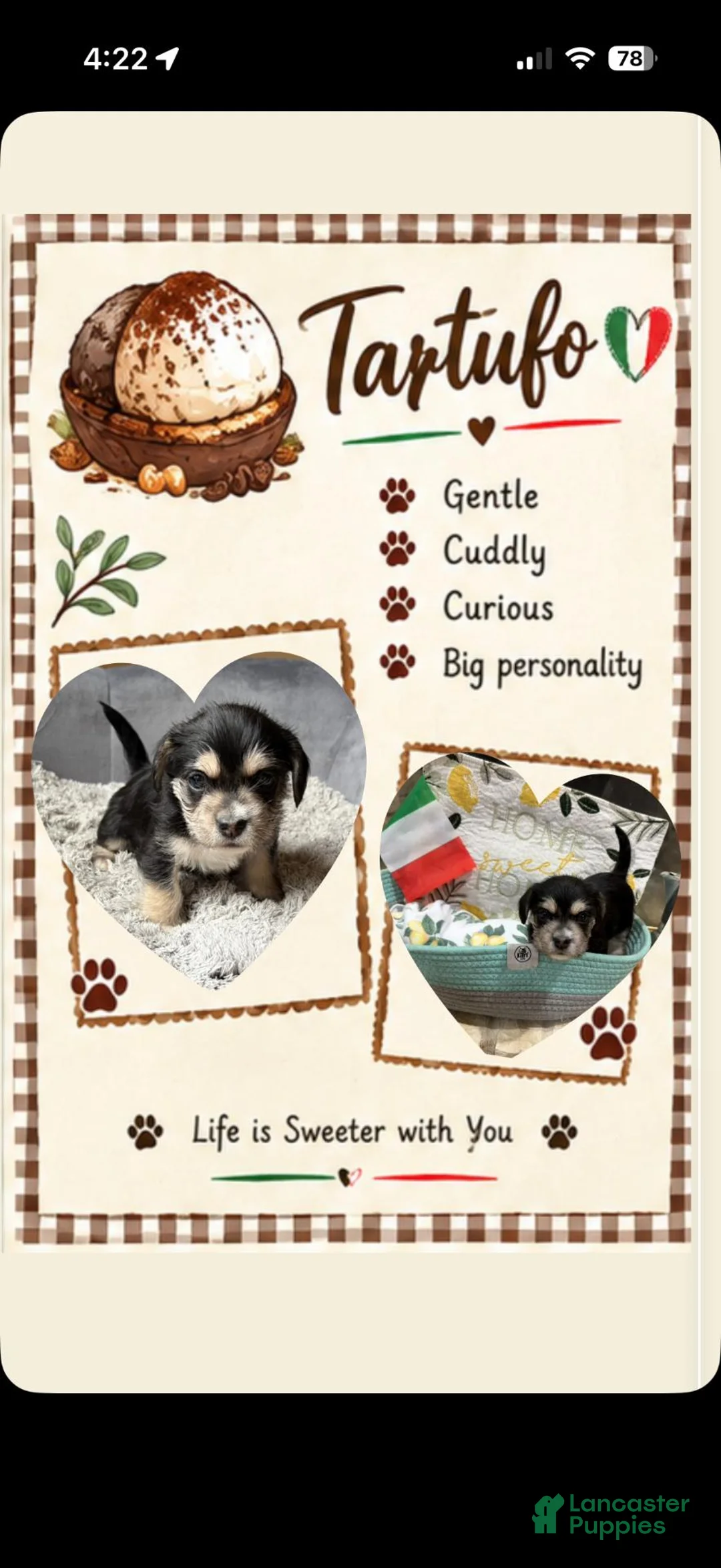 Mixed Breed dogs for sale: Tartufo - Ad 1